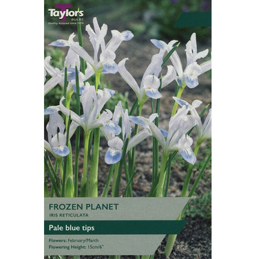 Iris Frozen Planet Bulbs