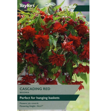 Begonia Red Cascading Bulb - Taylors Bulbs