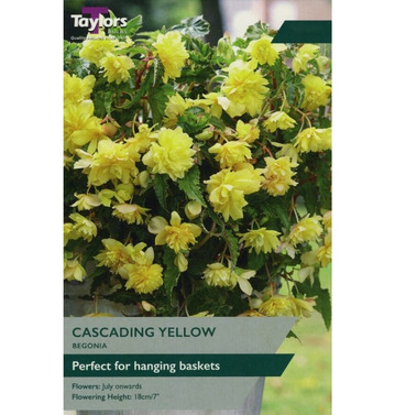 Begonia Yellow Cascading Bulb - Taylors Bulbs 