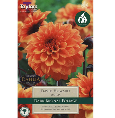 David Howard Dahlia Tuber - Taylors Bulbs