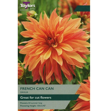 French Can Can Dahlia Tuber - Taylors Bulbs 