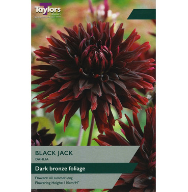Black Jack Dahila Tuber - Taylors Bulbs