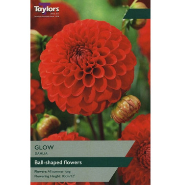 Glow Dahlia Tuber - Taylors Bulbs