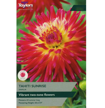 Tahiti Sunrise Dahlia Tuber - Taylors Bulbs