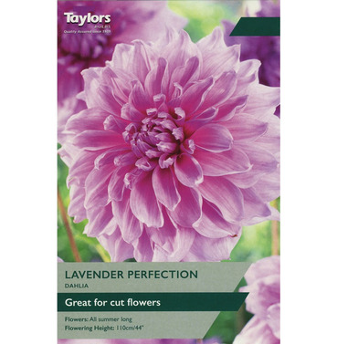 Lavender Perfection Dahlia - Taylors Bulbs