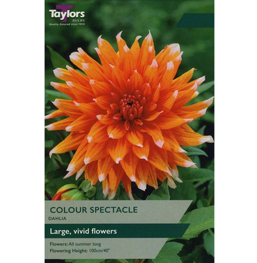 Color Spectacle Dahlia - Taylors Bulbs