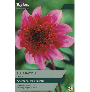 Blue Bayou Dahlia Tuber - Taylors Bulbs