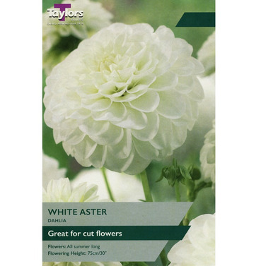 White Aster Dahlia Tuber - Taylors Bulbs
