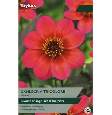 Dahlegria Tricolore Dahlia Tuber - Taylors Bulbs
