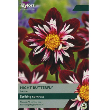 Night Butterfly Dahlia Tuber - Taylors Bulbs