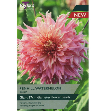 Penhill Watermelon Dahlia - Taylors Bulbs