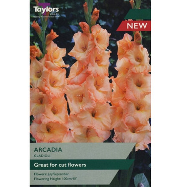 Gladioli Arcadia Bulbs - Taylors Bulbs 