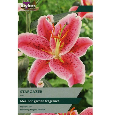 Lily Stargazer Bulbs - Taylors Bulbs 