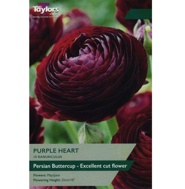 Ranunculus Purple Heart Bulbs - Taylors Bulbs