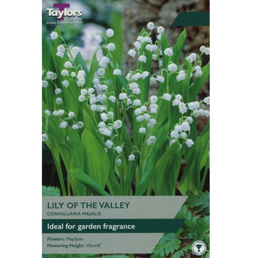 Lily of the Valley (Convallaria Majalis) Bulbs