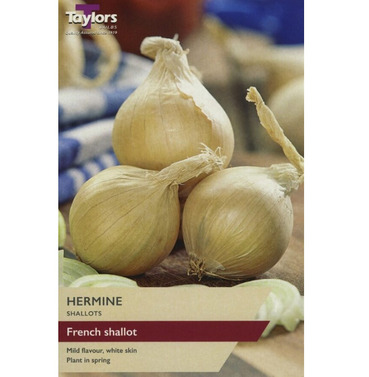 Shallot Onion Set French Hermine Shallot - 10 Pack - Taylors Bulbs