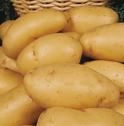 Seed Potatoes Charlotte Second Early - 2kg Pack - Taylors Bulbs 