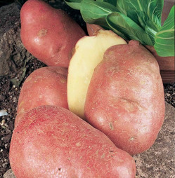 Seed Potatoes Desiree Main Crop - 2kg Pack - Taylors Bulbs 
