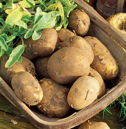 Seed Potatoes Maris Piper Main Crop - 2kg Pack - Taylors Bulbs 