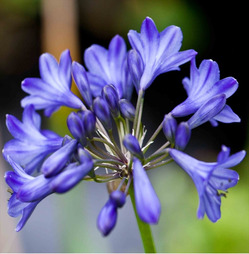 Agapanthus Bulbs - Blue Lily of the Nile - 1 Pack - Taylors Bulbs
