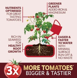 Big Tom Tomato Food Feed 1L + 25% Extra Free - Westlands